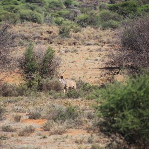 Media 'Kudu Limpopo South Africa' in category 'Nature & Wildlife Africa'