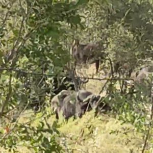 Buffalo Hunt Wuparo Namibia