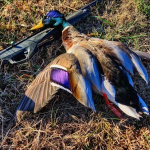 Media 'Mallard Duck Hunt Texas' in category 'Bird Hunting Worldwide'