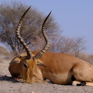 Impala Hunt Botswana