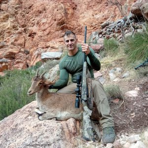 Spanish Ibex Doe Hunt