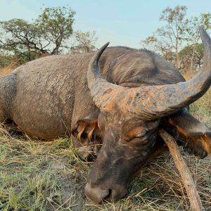 Hunting Western Buffalo Cameroon