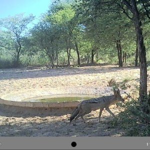 Jackal Trail Camera Molopo, Kalahari