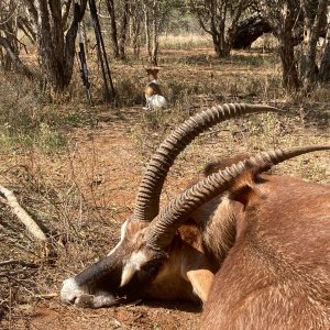 31 Inch Roan Hunt South Africa