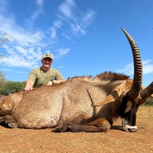 31 Inch Roan Hunt South Africa