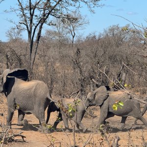 Media 'Elephant Herd Mozambique' in category 'Nature & Wildlife Africa'