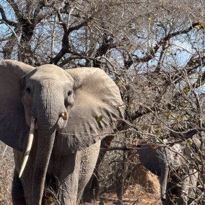 Elephant Mozambique