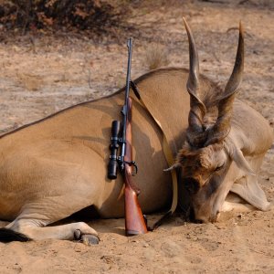 Cape Eland Hunt Botswana