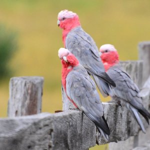 Australian Galahs