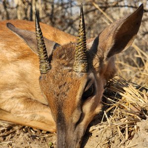 Suni Hunt Mozambique