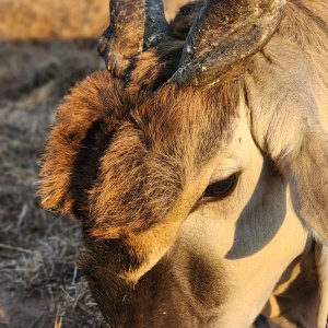 Eland Hunt Mozambique