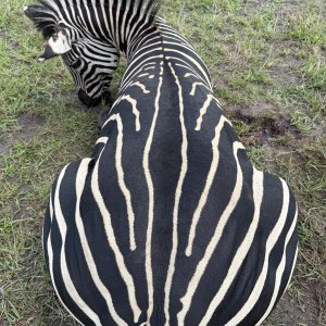 Zebra Hunt Mozambique