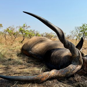 Eland Hunting Cameroon