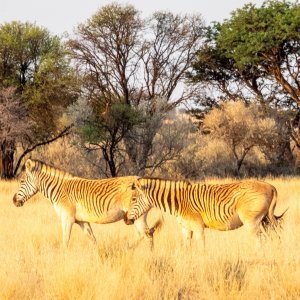 Quagga South Africa