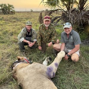 Collaring & Nutrient Injections for Lion Mozambique