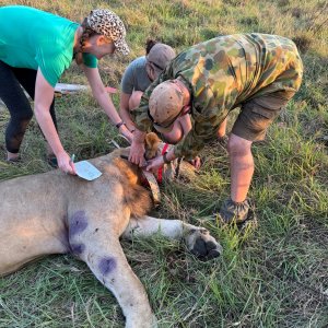 Collaring Lion Mozambique