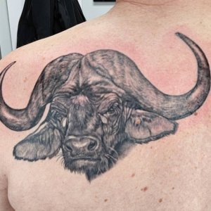 Media 'Buffalo Tatoo' in category 'Other'