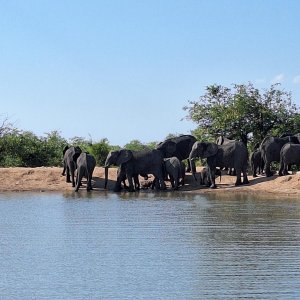 Elephant Herd South Africa