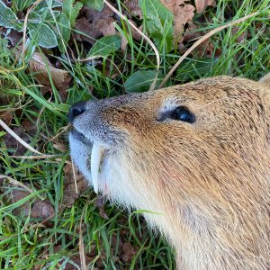 Hunting Chinese Water Deer