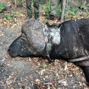 Buffalo Hunt Niassa Mozambique