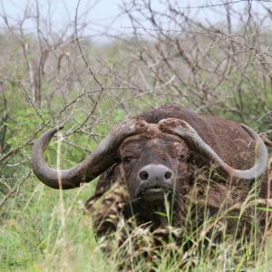 Media 'Buffalo KwaZulu-Natal South Africa' in category 'Nature & Wildlife Africa'