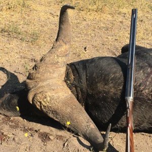 Cape Buffalo Hunt South Africa