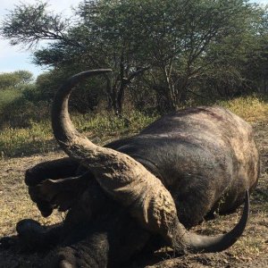 Cape Buffalo Hunt South Africa