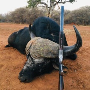 Cape Buffalo Hunt South Africa