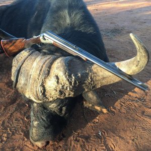 Cape Buffalo Hunt South Africa