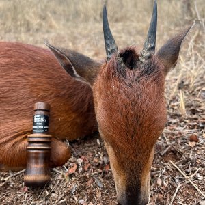 Red Duiker South Africa Hunt