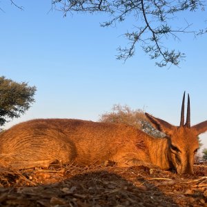 Duiker Zimbabwe Hunt