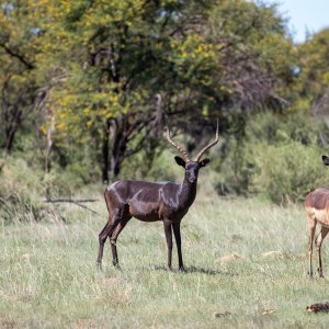 Black Impala South Africa