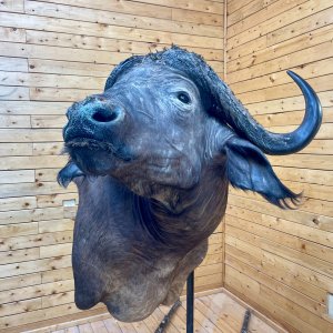 Cape Buffalo Wall Pedestal Mount Taxidermy