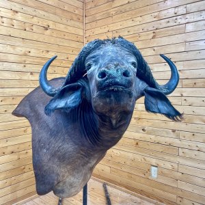 Cape Buffalo Wall Pedestal Mount Taxidermy