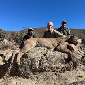 Mountain Lion Hunt  Arizona