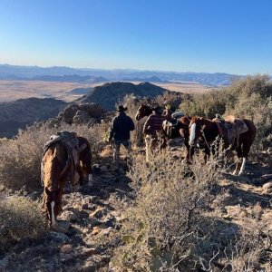 Horseback Mountain Lion Hunt  Arizona