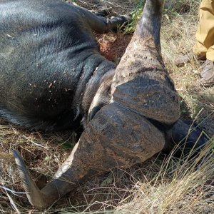 Buffalo Hunt Tanzania