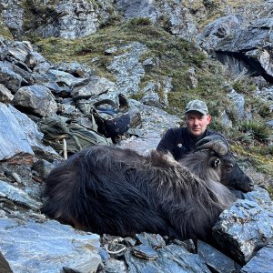 Thar Hunt New Zealand