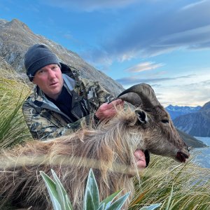 Thar Hunt New Zealand