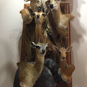 Multi Tiny Ten Combo Wall Pedestal Taxidermy