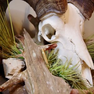 Bighorn Sheep Skull Display