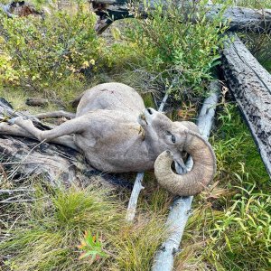 Hunting Bighorn Sheep