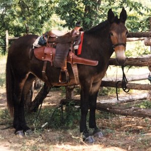 Media 'Hunting Mule' in category 'Nature & Wildlife Worldwide'