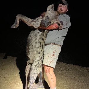 Spotted Hyena Hunt South Africa