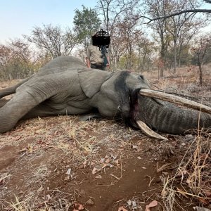 Elephant Hunt Zimbabwe