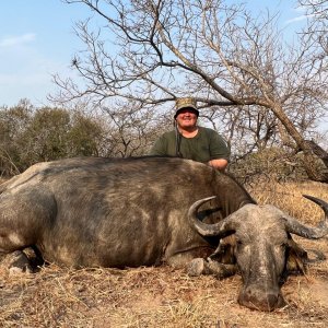 Buffalo Cow Hunt South Africa