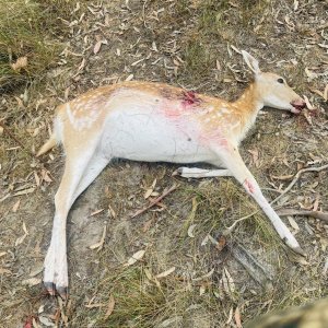 Fallow Deer Doe Hunt Australia