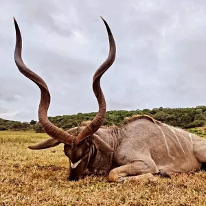 Kudu Hunt South Africa