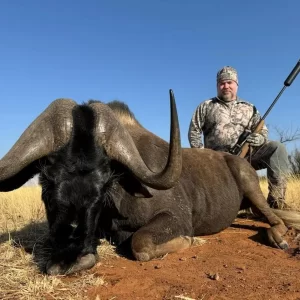 Black Wildebeest Hunt South Africa