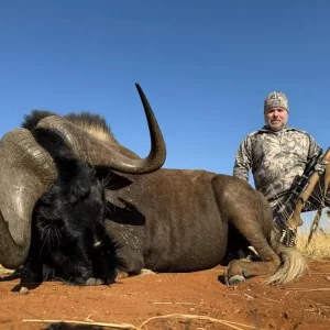 Black Wildebeest Hunt South Africa